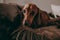 One-year-old smooth brown dachshund dog sitting on the cushions and a throw on a sofa inside the apartment, looking in the camera.