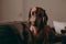 One-year-old smooth brown dachshund dog standing on a sofa inside an apartment, looking in the camera.