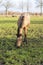 One year old Thoroughbred horse grazing in a green area in rural pastures. Nice yellow, buckskin color