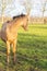 One year old Thoroughbred horse stands in a green area in rural pastures. The stallion looks back. Nice yellow, buckskin