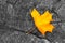 One yellow autumn fall maple leaf on gray wooden rustic background with copy space. Beautiful autumn background with colored