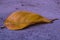 One yellow autumn leaf lying on the asphalt.