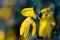 One yellow broom cytisus scoparius flower