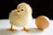 One yellow chick stands next to the egg with open beak