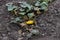 One yellow cucumber on a withered bush in the garden.