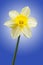 One yellow daffodil on blue ground