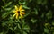 One yellow daisy against a dark green background