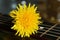 One a yellow dandelions and a guitar so close, nature object