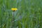 One yellow dandlion among green grass