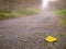 One yellow fallen leaf on a path way in a park in focus. Mist and haze over walkway in the background. Mystical and surreal