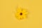 One yellow flower bud of topinambur on yellow background, top view flat lay, single wild sunflower