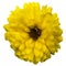 one yellow flower isolated round many petals top view