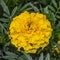 One yellow flower of Tagetes growing in garden. Close-up marigold