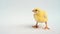 One yellow fluffy little chick on white background. Little birds. Newborn chicks. Nice funny baby chicken. Household