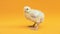 One yellow fluffy little chick on yellow background. Little birds. Newborn chicks. Nice funny baby chicken. Household