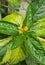 One Yellow Garden Flower and Yellowish Leaves