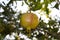 One yellow garnet hanging on a branch with green foliage. Ripe pomegranate grows on a tree. Close up