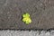 One yellow green leaf of maple lies on the roadside near the asphalt pavement. autumn