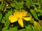 One yellow Hypericum androsaemum blossoms with long stamens