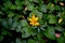 One Yellow leaf middle on the many types green leafs landscape background