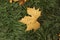 One yellow maple leaf falls on a green lawn under sunlight, leaves and grass in the garden