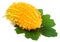 One yellow momordica or karela on white background