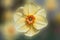 One yellow narcissus flower with orange middle