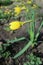 One yellow Narcissus flower, prior to opening.