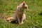 One yellow orange stray cat on a garden alley