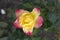 One yellow with pink edges rose `Pullman Orient Express`
