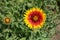 One yellow and red flower of Gaillardia aristata