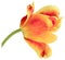 One yellow red Tulip bent