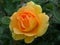One Yellow Rose with Dewdrop on the Petals