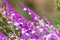 One yellow rumped warbler perched in Mexican Sage flowers