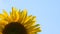 One yellow sunflower over blue sky close up