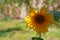 One yellow sunflower under sunlight