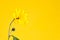 One yellow topinambur flower on yellow background, right copy space, single Jerusalem artichoke