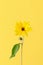 One yellow topinambur flower on yellow background, vertical photo, single yellow Jerusalem artichoke