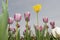 One yellow tulip flower in a crowd of pink tulips