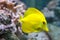 One yellow zebrasoma fish on reef background