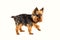 One yorkshire terrier