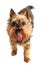 One yorkshire terrier