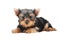 One Yorkshire Terrier (of three month) puppy dog