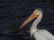 One young American white pelican resting.