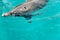 one young beautiful dolphin emerges from water, playful animal dancing and swim under Red Sea, sunny day in dolphin reef, top pla