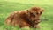 One Young Bison Repose On Green Fields.Calf Born Bull