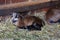 One young brown goatling is in zoo