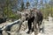 One young elephant stands in his enclosure in a zoo