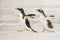 One young gentoo penguin running after the parent and asking for food