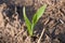 One young maize plant on a field